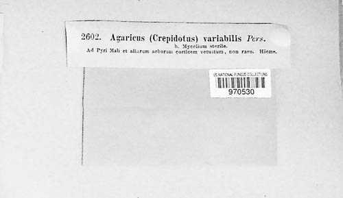 Agaricus image